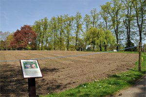 Seeded wildflower meadow