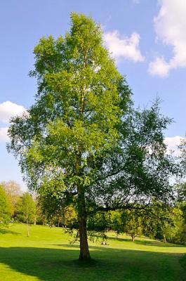 [http://www.waterlowpark.org.uk/media/flora%20and%20fauna/birch1.jpg]