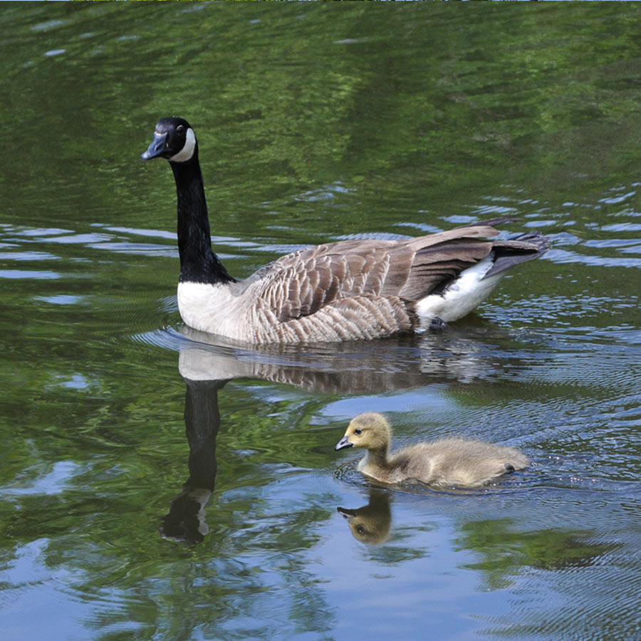Wildlife Wildlife