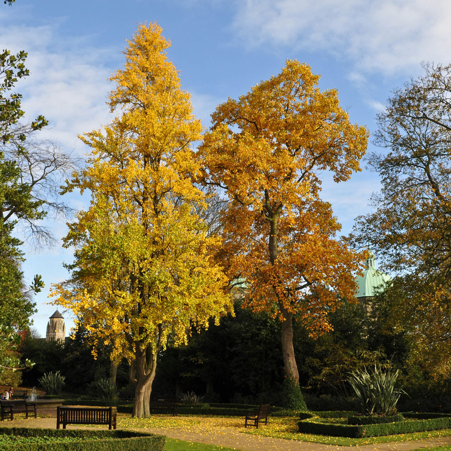 Trees and Plants