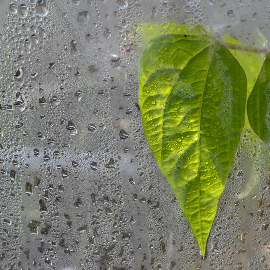 leaf-behind-glass-900-sq