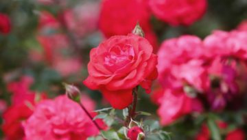 roses-4530344_1920