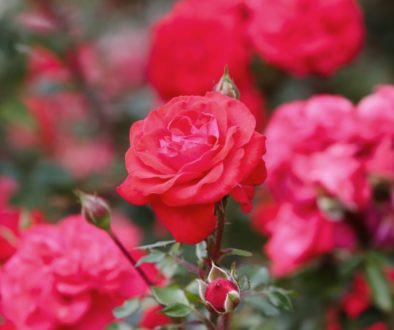 roses-4530344_1920