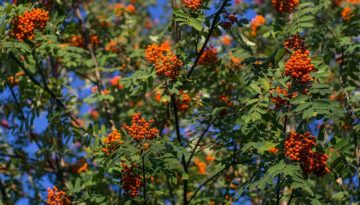 rowan-tree-rowan-berries-red