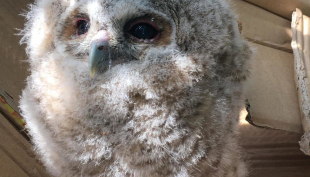 baby owl2s baby owl2s