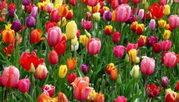 Tulips-9-20.jpg