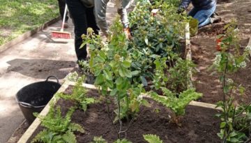 LH-raised-bed-after.jpg