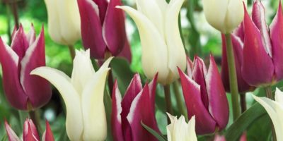 Mixed-Tulips.jpg Mixed-Tulips.jpg