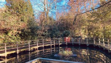 pond-dec-2021.jpg