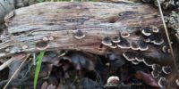 fungus-waterlow-park-5-22.jpg