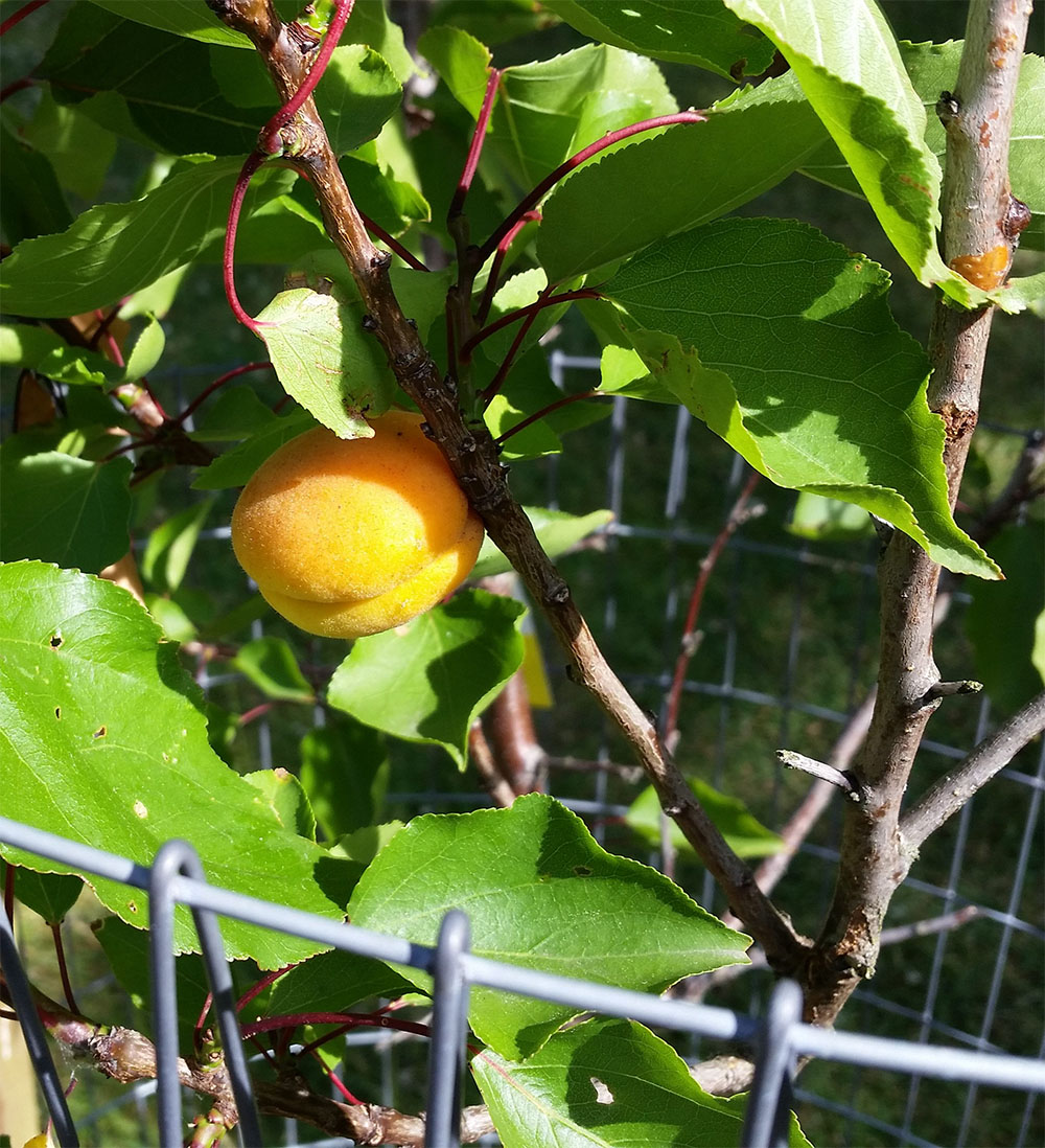 Orchard fruit1 Orchard fruit1