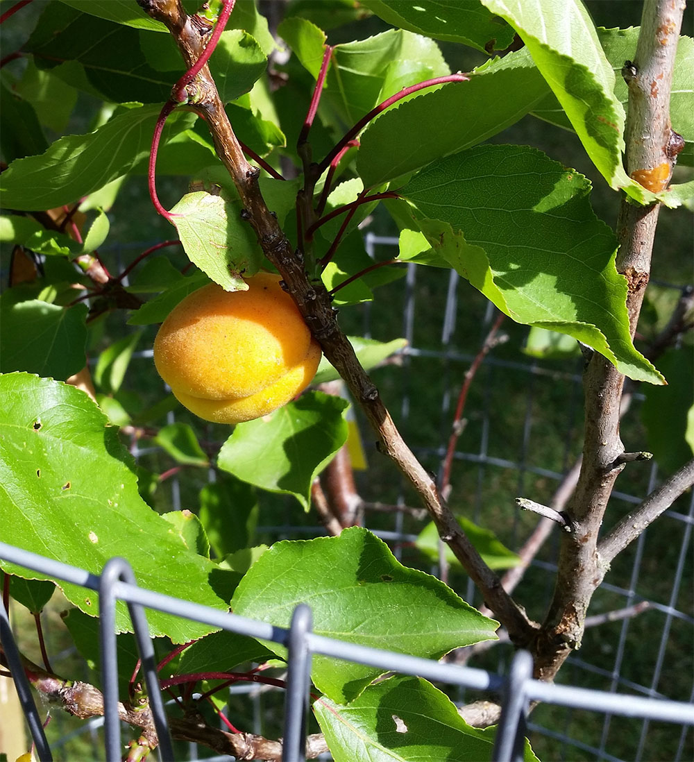 Orchard fruit1