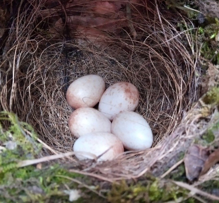 intro-page-eggs-pic-crop intro-page-eggs-pic-crop