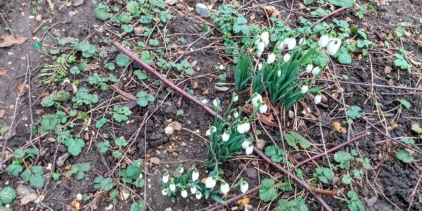snowdrops.jpg