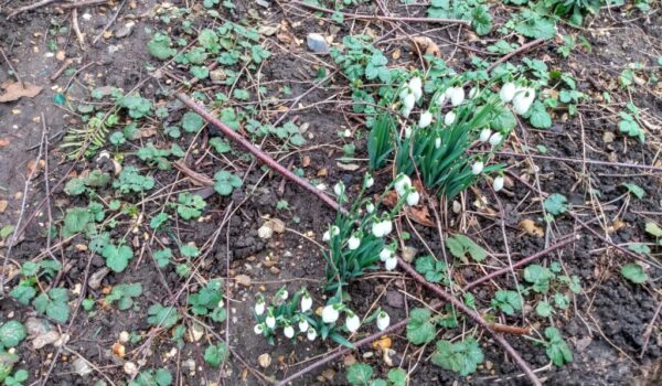 snowdrops.jpg