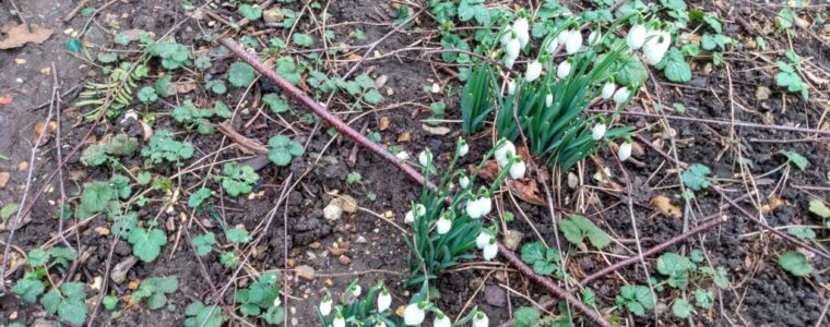 snowdrops.jpg