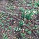 snowdrops.jpg
