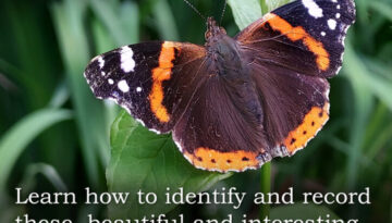 Waterlow-Park-Butterflies-2025.jpeg