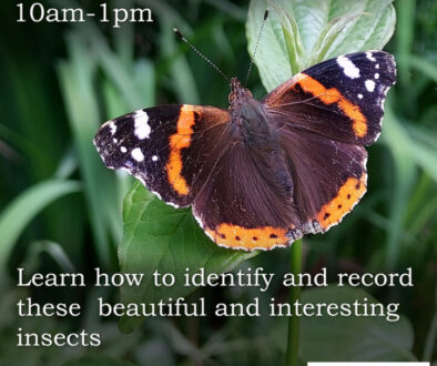 Waterlow-Park-Butterflies-2025.jpeg