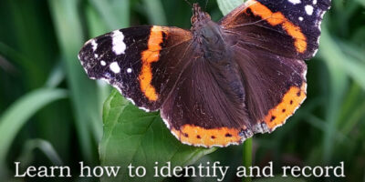 Waterlow-Park-Butterflies-2025.jpeg