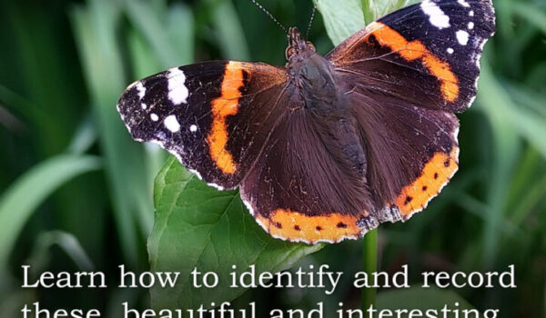 Waterlow-Park-Butterflies-2025.jpeg