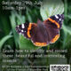 Waterlow-Park-Butterflies-2025.jpeg