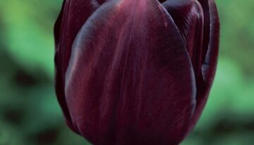 Tulip_Queen_Of_The_Night-.jpg