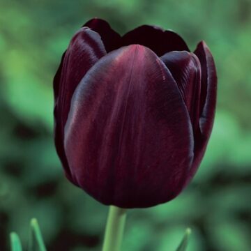 Tulip_Queen_Of_The_Night-.jpg