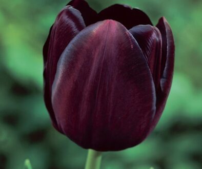 Tulip_Queen_Of_The_Night-.jpg